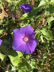 Ipomoea indica