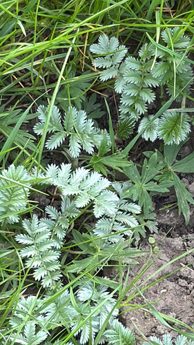 common silverweed