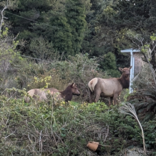 Wapiti observed by braincase
