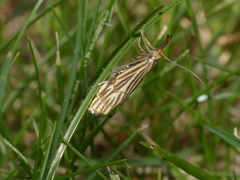 Chrysocramboides craterella
