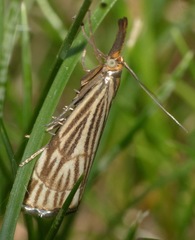 Chrysocramboides craterella