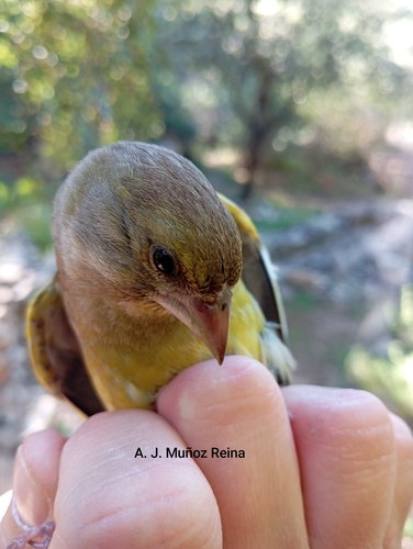 Avistamiento Chloris chloris