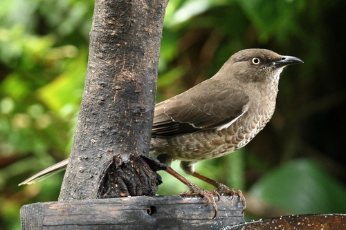 Scaly-breasted Thrasher (Allenia fusca), photo 3