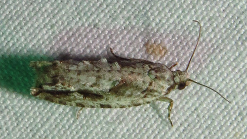 Pecan Bud Moth photo 4