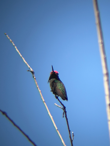 Anna's Hummingbird observed by jmenzie