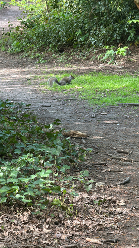 Eastern Gray Squirrel