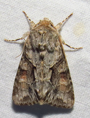 Achatia distincta