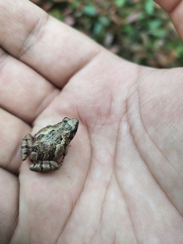 Tubercled Pygmy Frog
