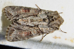 Achatia distincta