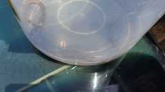 Thelotornis capensis capensis