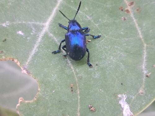 Platycorynus peregrinus