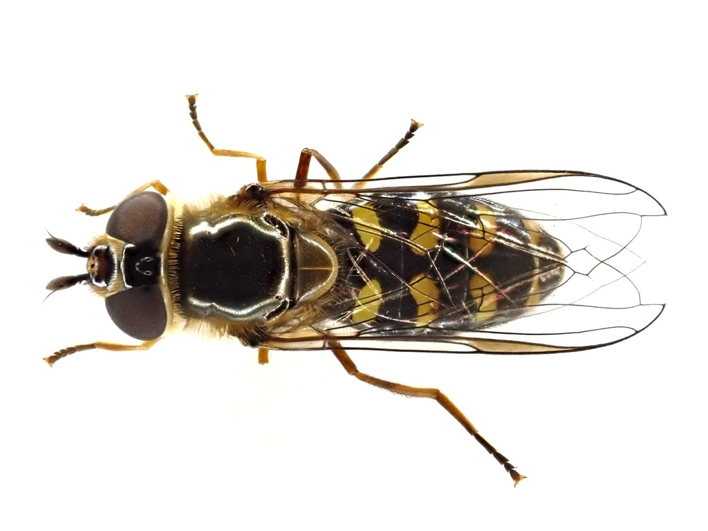 Eupeodes nielseni