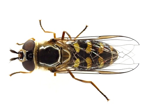Eupeodes nielseni