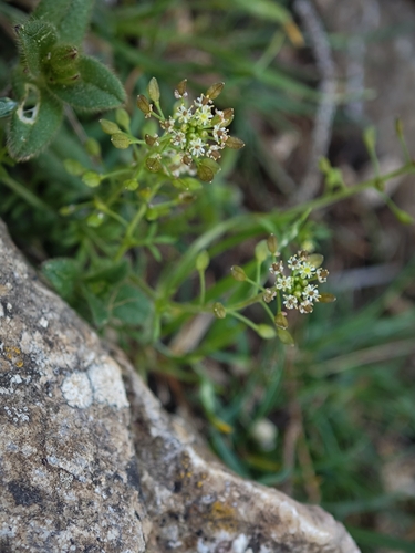 Hornungia petraea, photograph 1