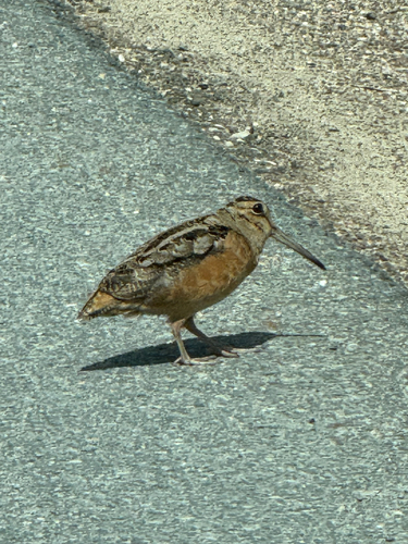 American Woodcock observed by brownbay2025