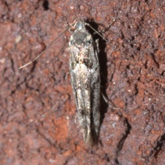 Sinoe