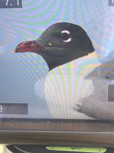 Laughing Gull observed by wild-about-texas