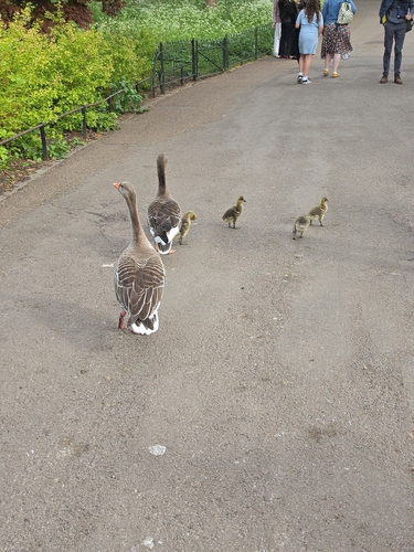 Greylag Goose observed by misschrystal