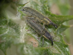 Lixus filiformis