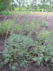 Artemisia armeniaca