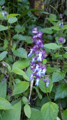 Salvia compsostachys