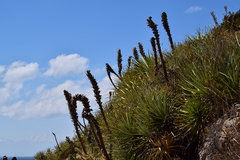 Puya mollis