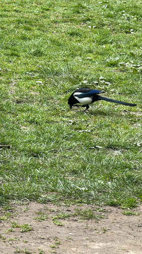 Eurasian Magpie