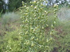 Artemisia armeniaca