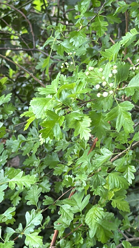 common hawthorn