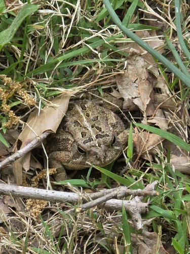 Fowler's Toad observed by wildwater