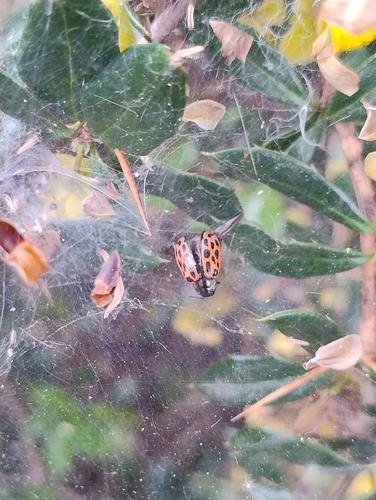 Spotted Willow Leaf Beetle, Eindhoven, Smalle Haven, 5611 CZ Eindhoven, Netherlands, photo 8 of 10