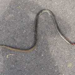 Psammophis mossambicus