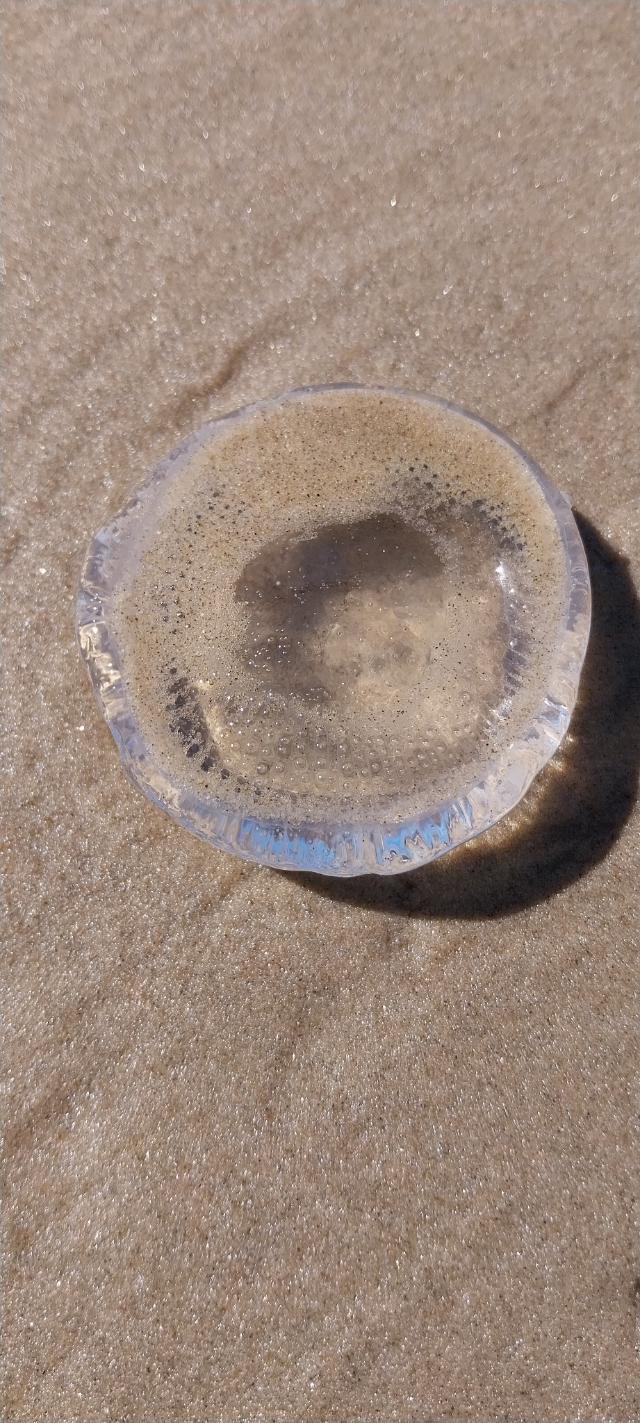 Rhacostoma atlanticum L.Agassiz, 1851