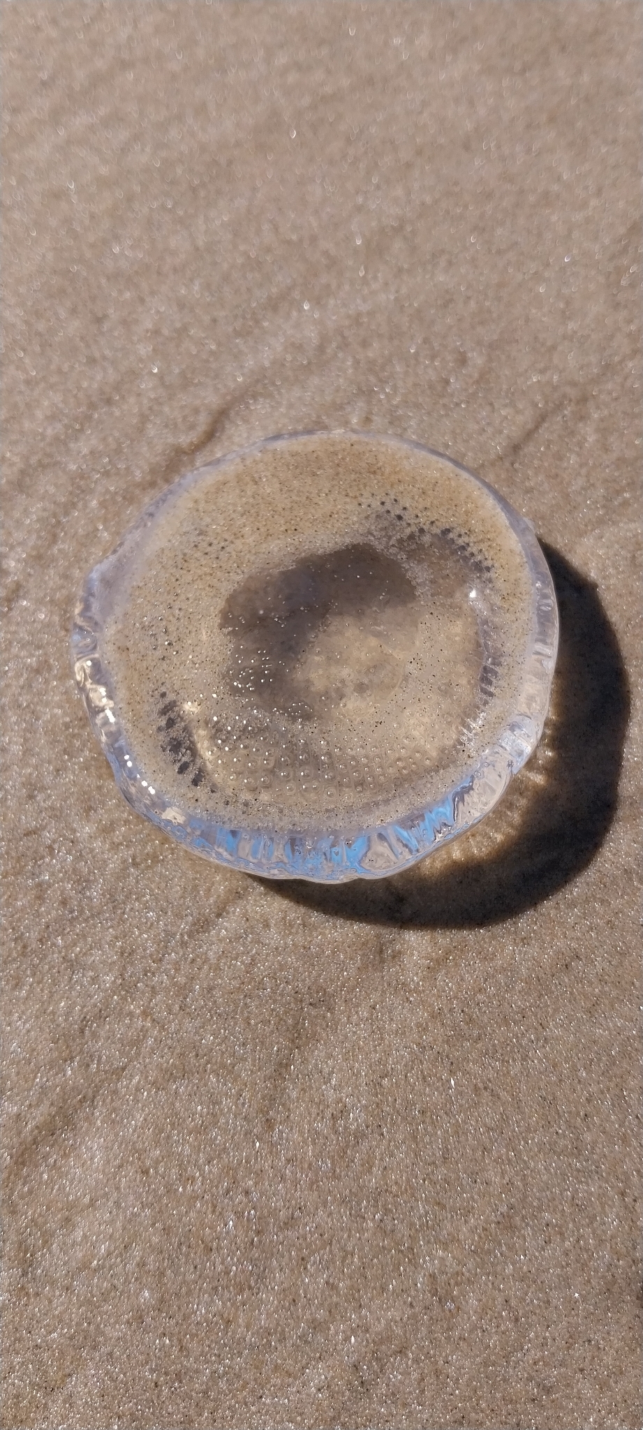 Rhacostoma atlanticum L.Agassiz, 1851