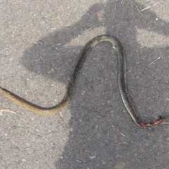 Psammophis mossambicus