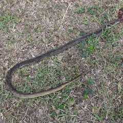 Psammophis mossambicus