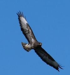 Buteo buteo