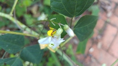 Misumenoides