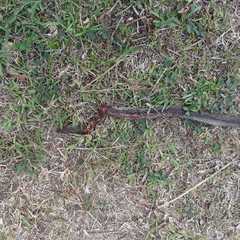 Psammophis mossambicus