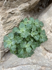 Holmgrenanthe petrophila