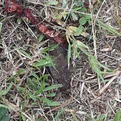 Psammophis mossambicus