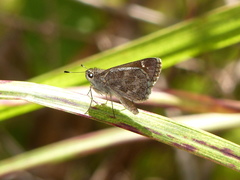Lerodea erythrostictus