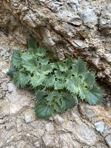 rock lady (Holmgrenanthe petrophila)