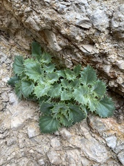 Holmgrenanthe petrophila