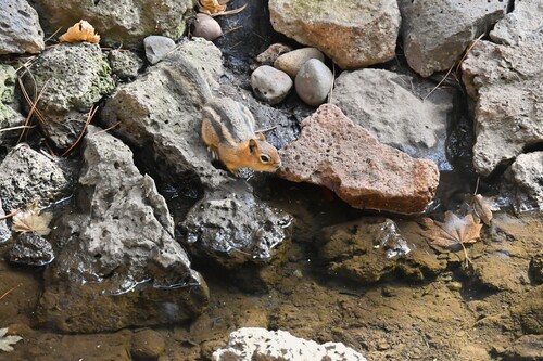 Goldmantelziesel observed by krautfrombend