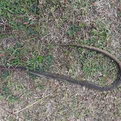 Psammophis mossambicus