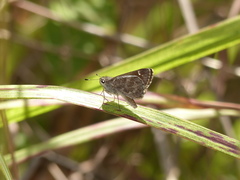 Lerodea erythrostictus