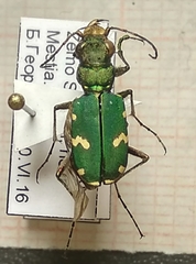 Cicindela desertorum