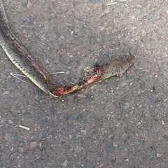 Psammophis mossambicus