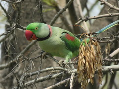 Psittacula eupatria
